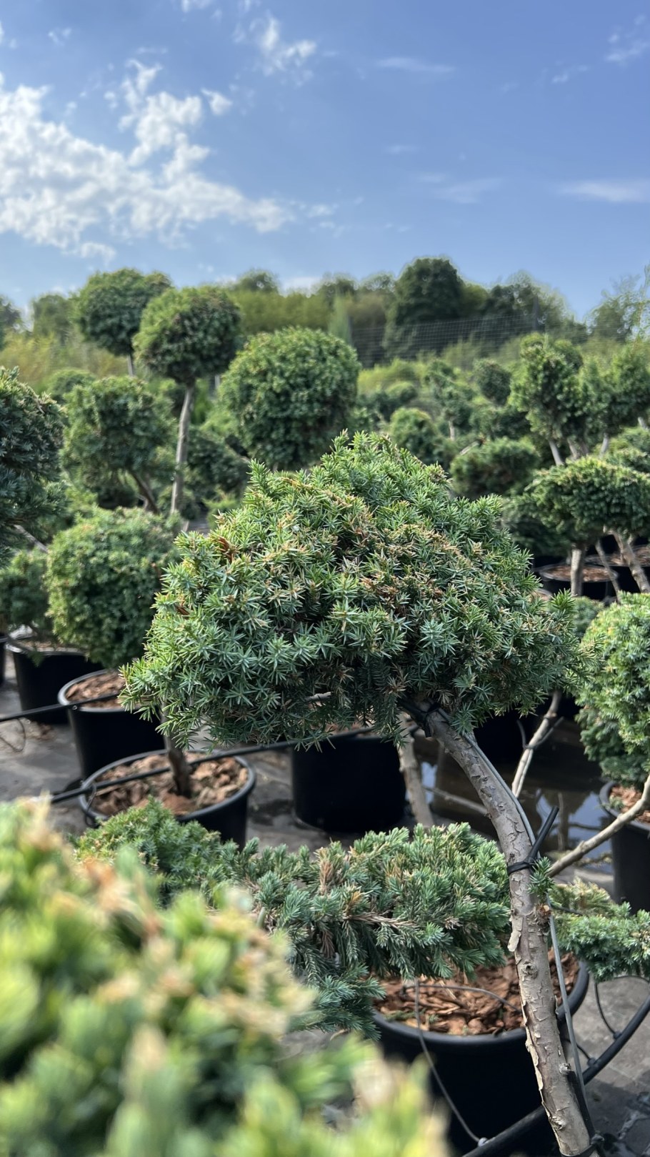 Падуб бонсай