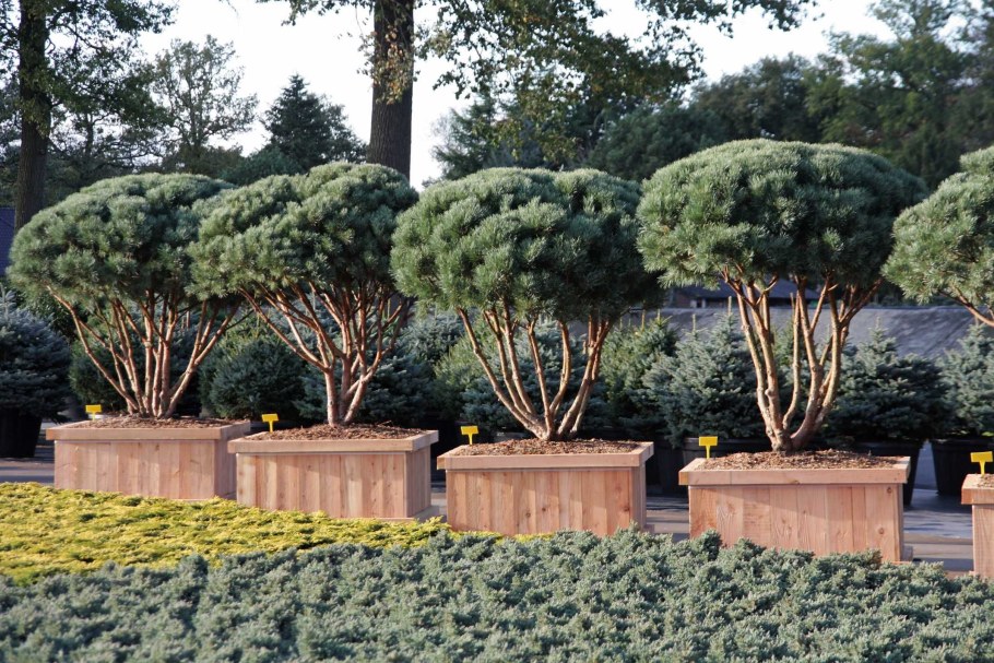 Самшит ниваки