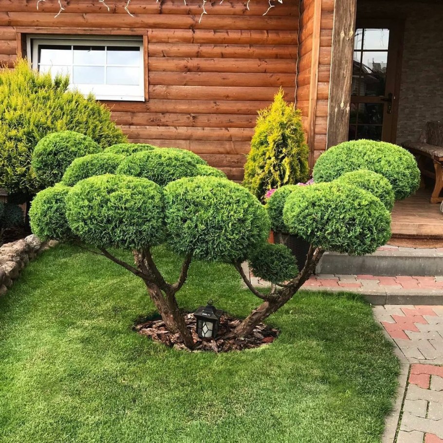 Бонсай в ландшафтном дизайне