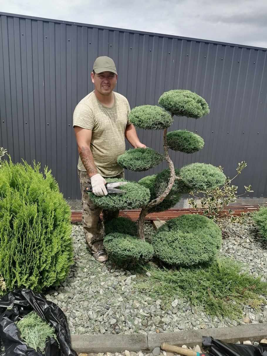 Топиарная форма туи