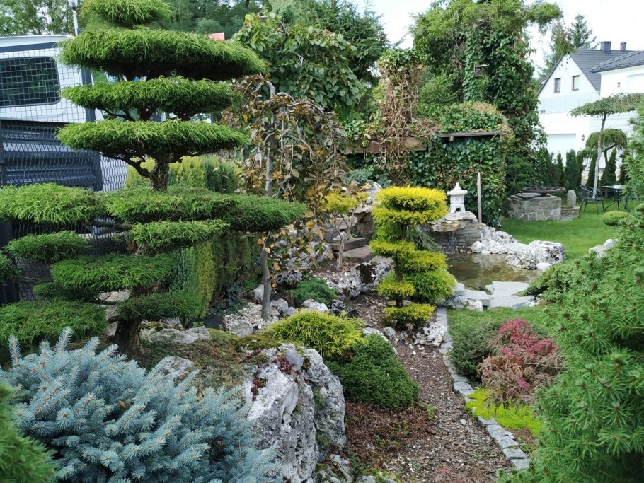 Ниваки из туи