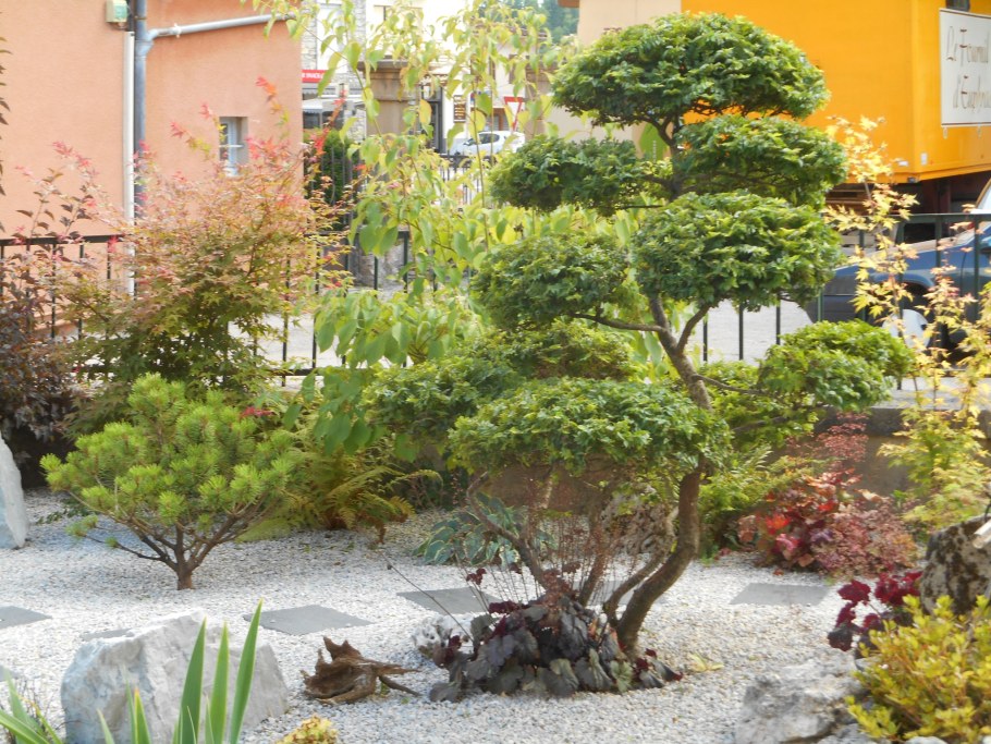 Туя бонсай ниваки