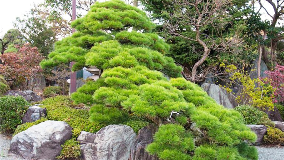 Сосна Лесная ниваки