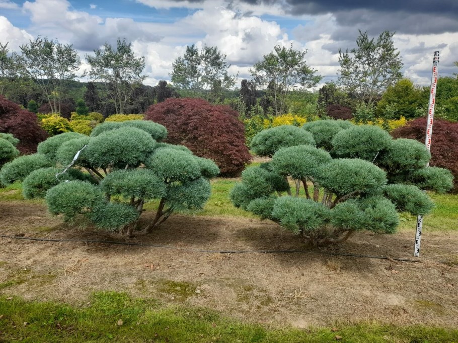 Ниваки из сосны Ватерери