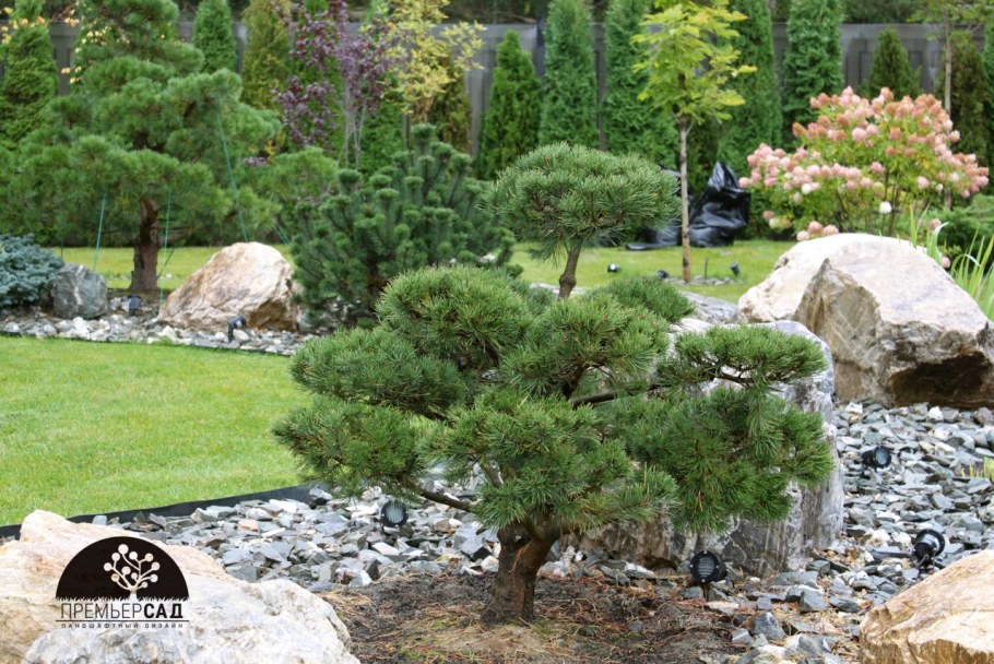 Сосна Горная Мугус бонсай