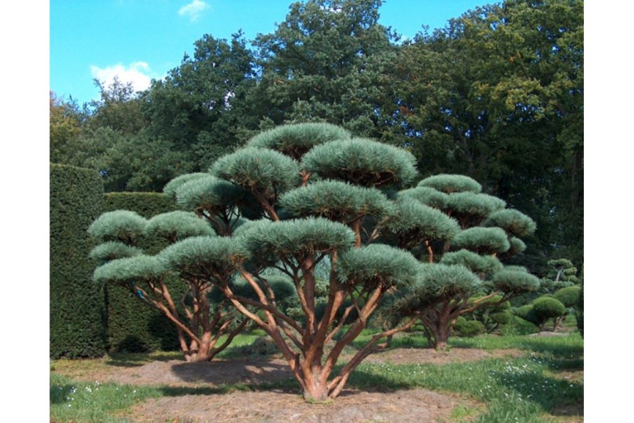 Сосна обыкновенная Ватерери