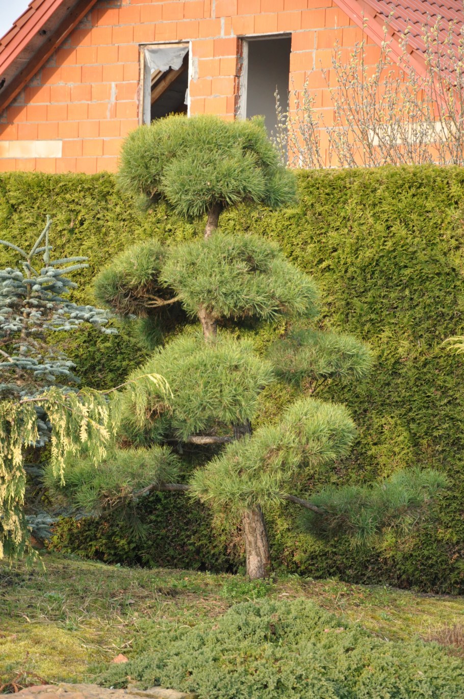 Можжевельник казацкий ниваки