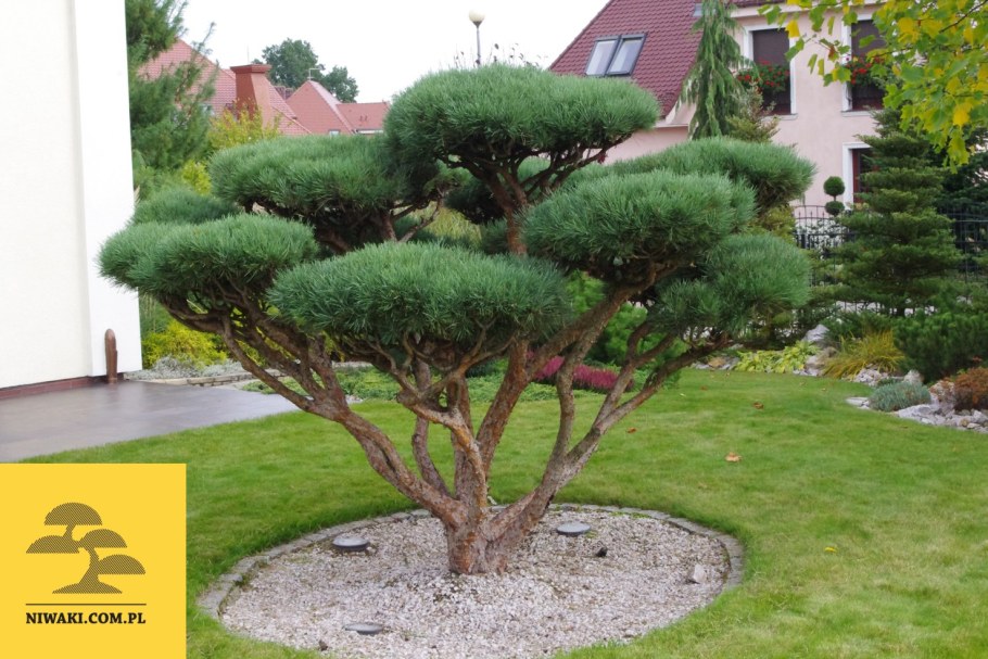 Сосна Ватерери бонсай