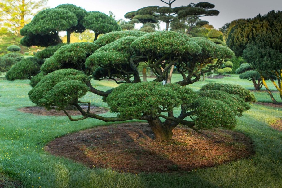 Сосна Горная Мугус ниваки