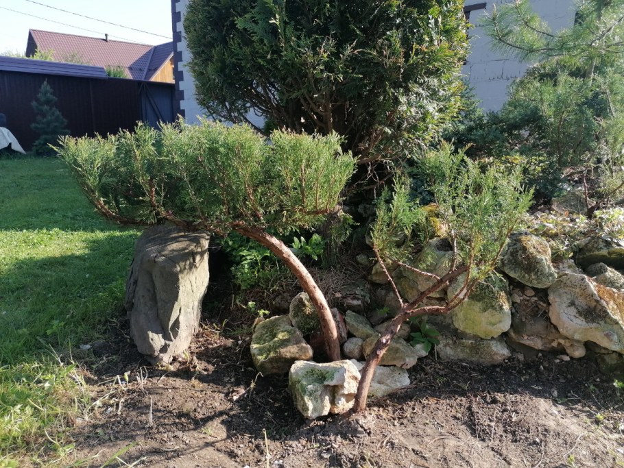 Ниваки из сосны