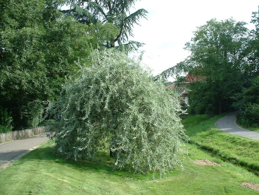 Ива ледебура в ландшафтном дизайне