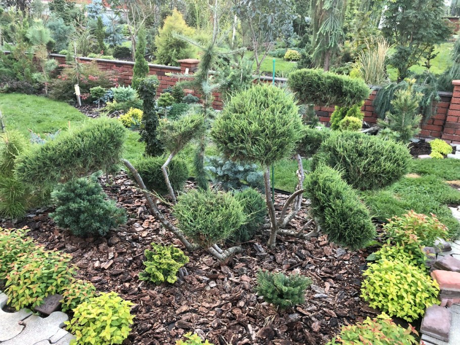 Формируем ниваки из можжевельника