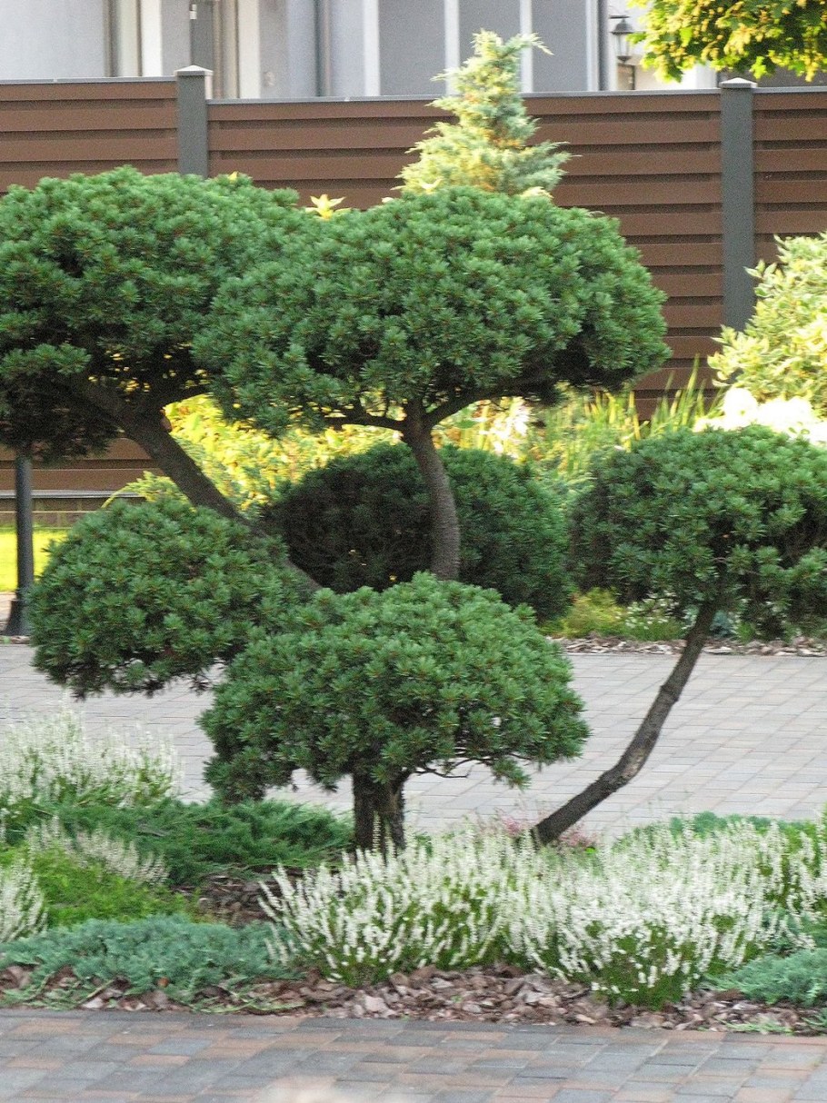 Туя бонсай ниваки