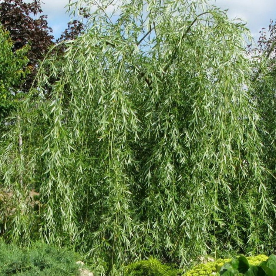 Ива Свердловская плакучая