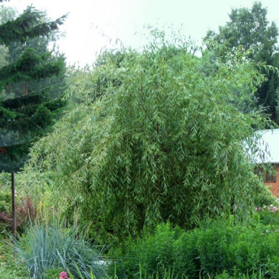 Ива Плакучий Гном