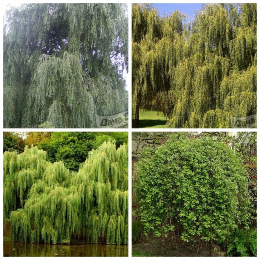 Лиственница плакучая