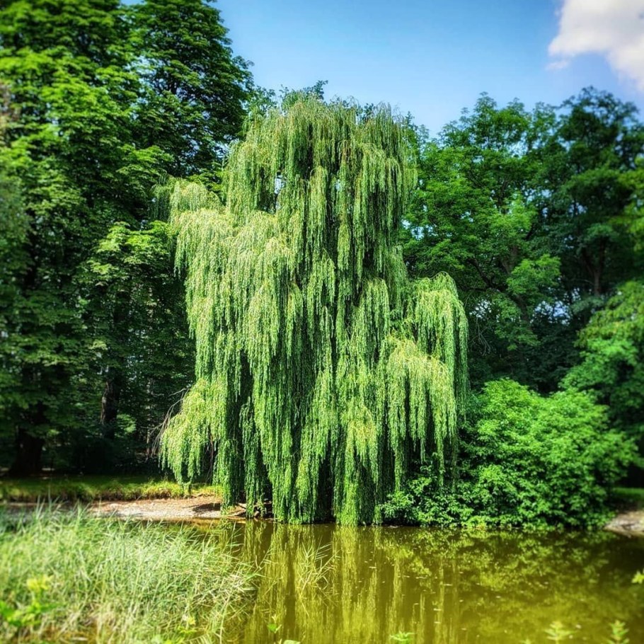 Ива белая Пендула