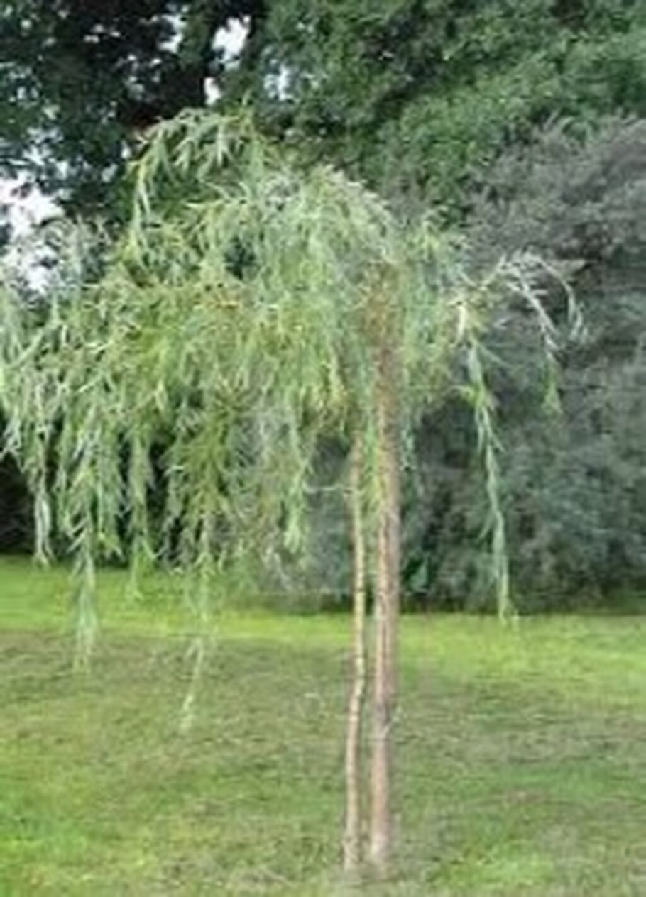 Ива плакучая Тристис