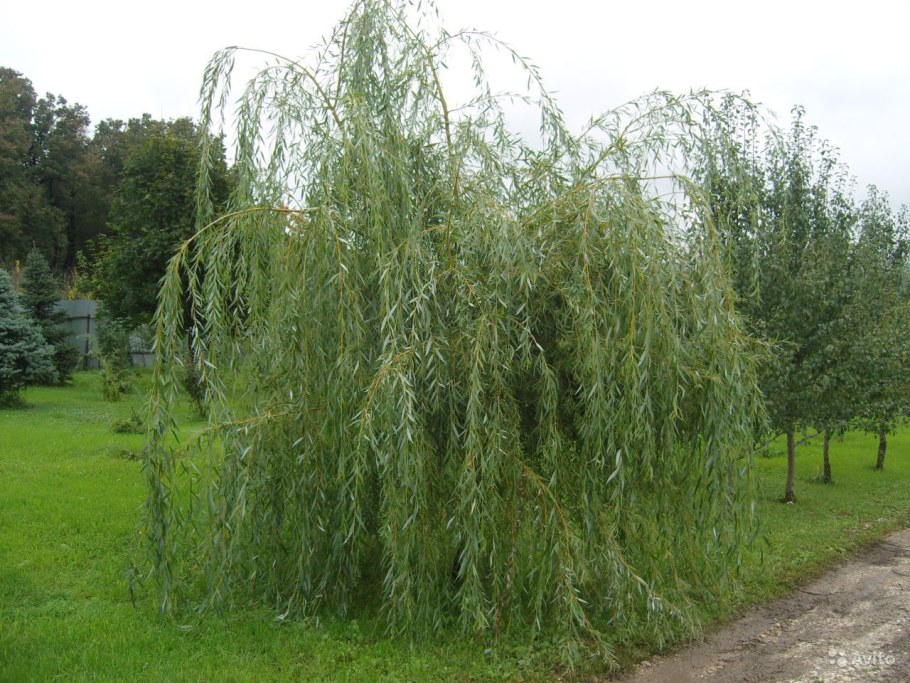 Ива белая Пендула