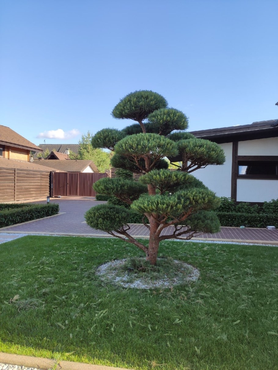 Ниваки из боярышника