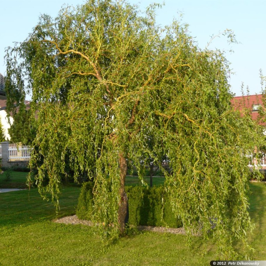 Ива Матсудана Erythroflexuosa