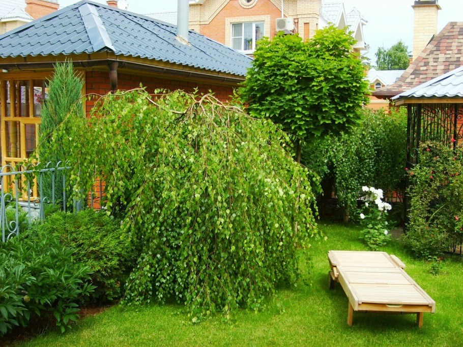 Шелковица плакучая Пендула