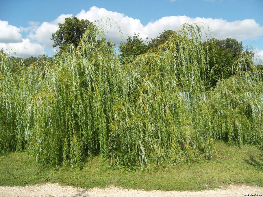 Ива пурпурная Пендула