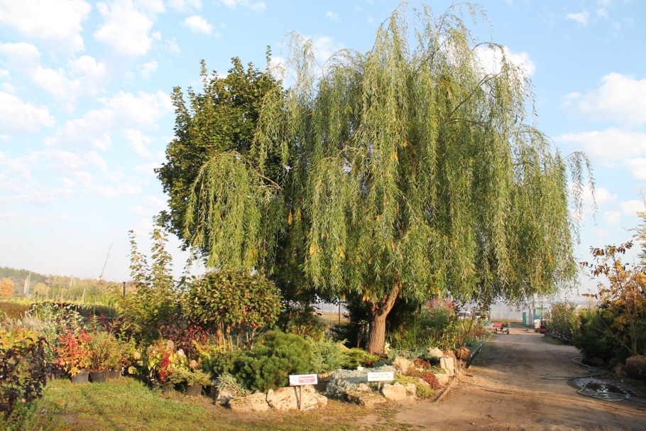 Ива Шверина Salix schwerinii