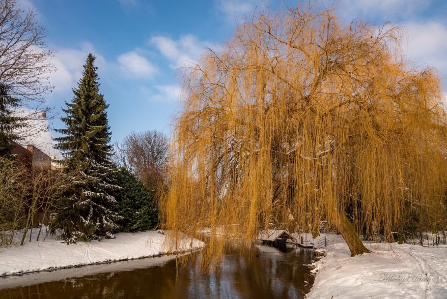 Плакучая Ива памяти Бажова