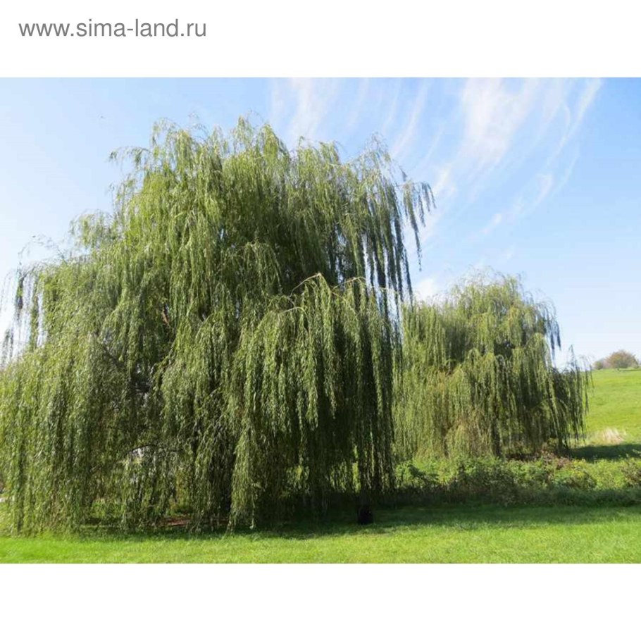 Ива плакучая памяти Миндовского