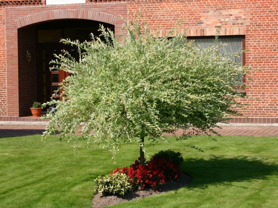 Ива цельнолистная (Salix Integra Hakuro Nishiki)