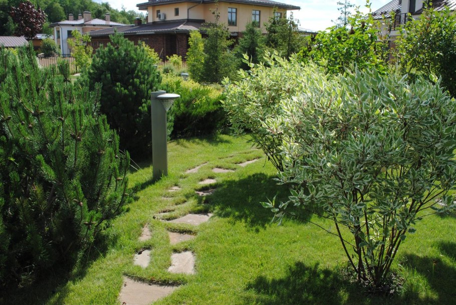 Туя Элегантиссима