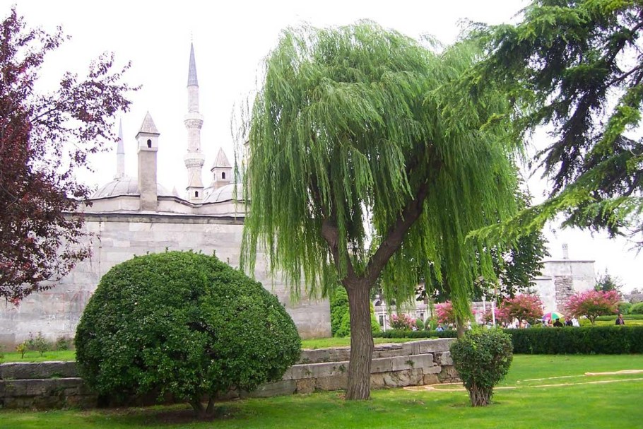 Ива Вавилонская в ландшафтном дизайне