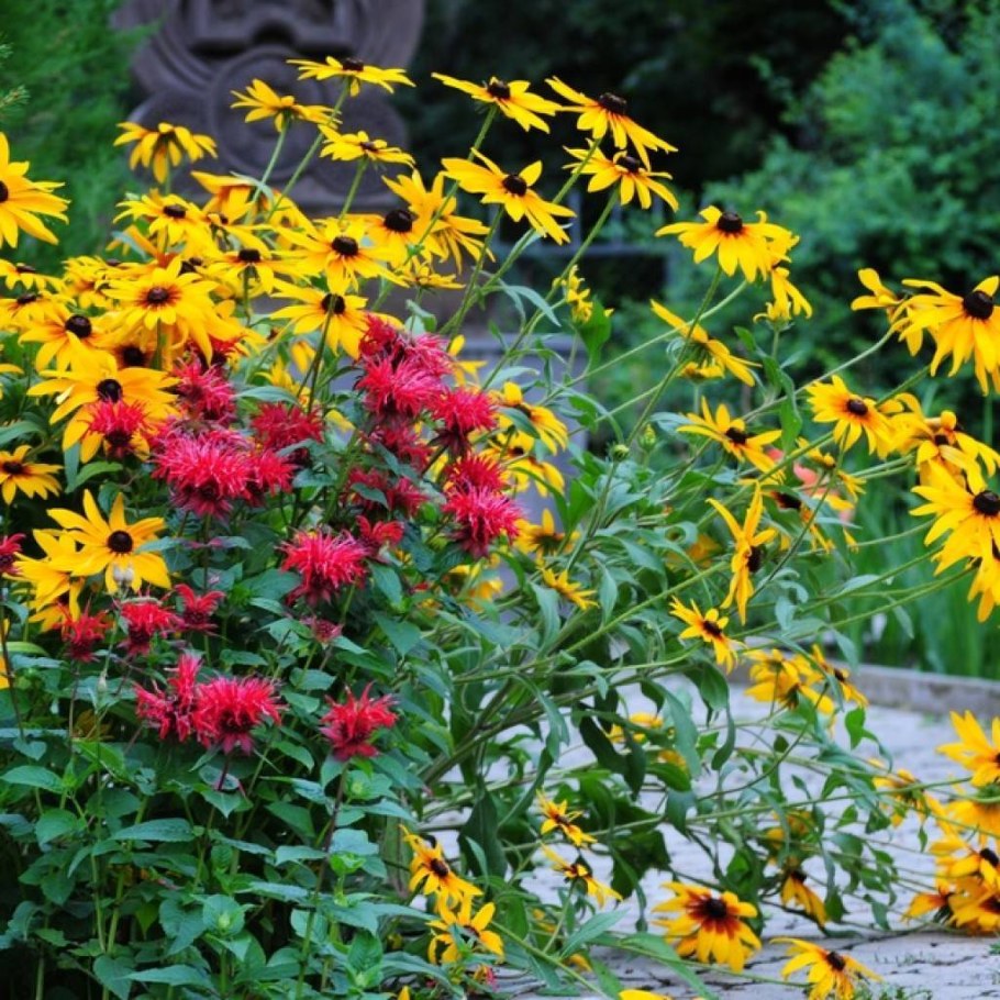 Рудбекия Золотая махровая