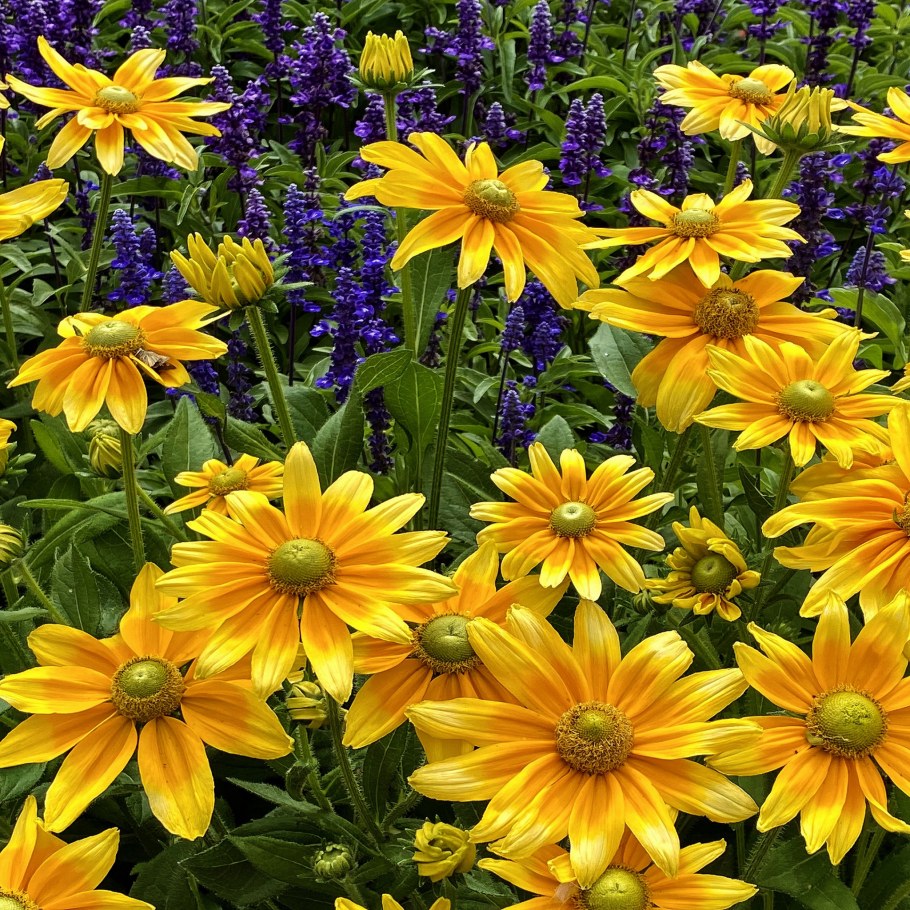 Рудбекия Амарилло