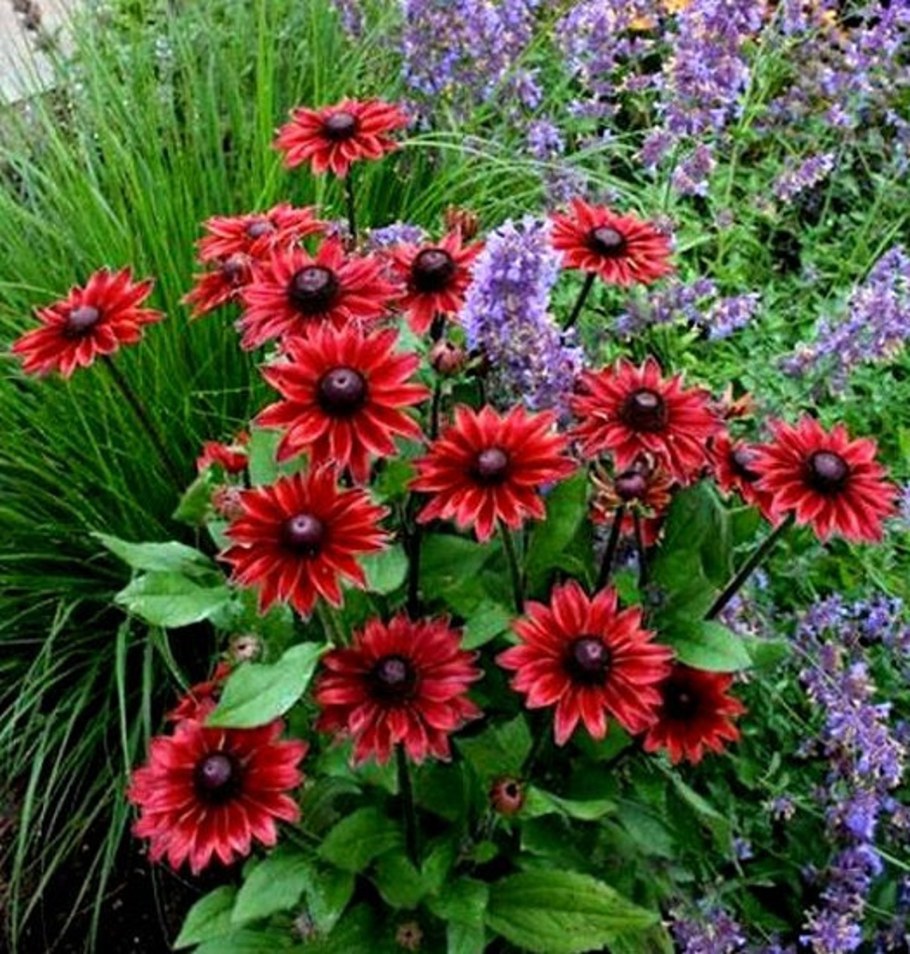 Рудбекия черри бренди