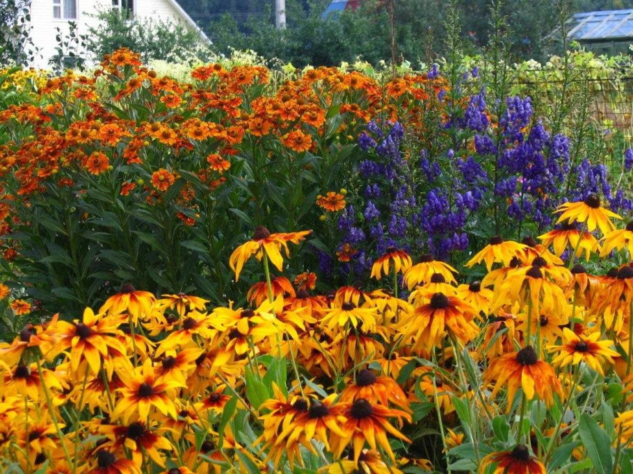 Рудбекия эхинацея многолетняя