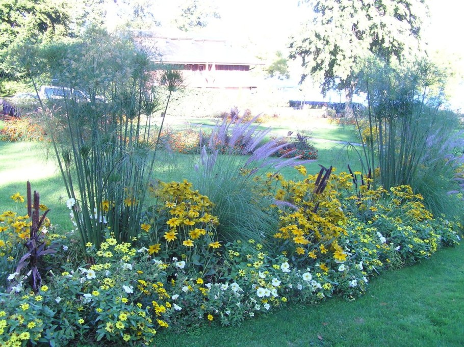 Рудбекия Sunbeckia Ophelia