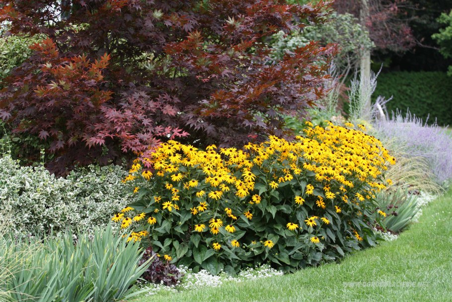 Рудбекия на клумбе