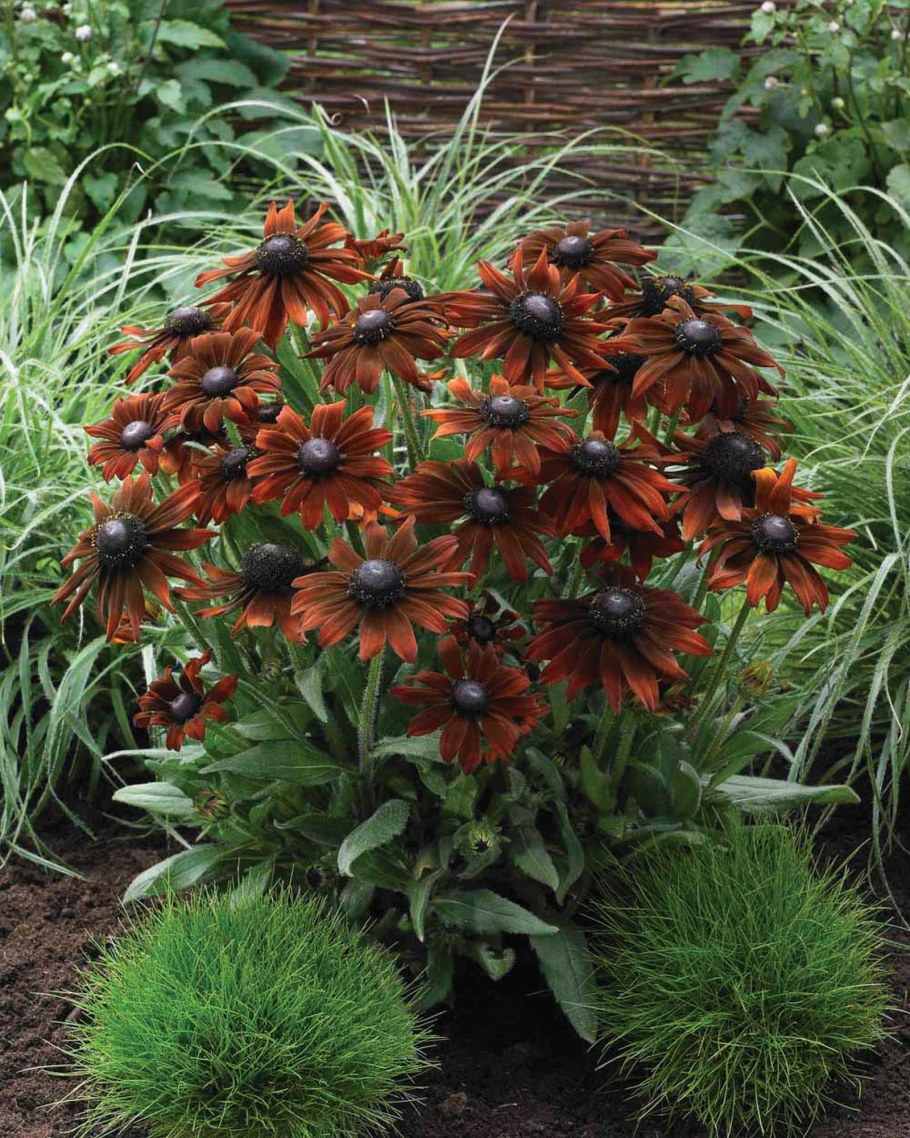 Рудбекия пурпурная