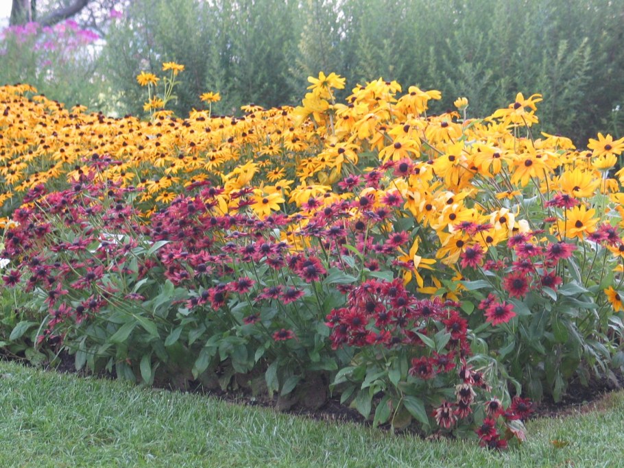 Рудбекия Амарилло Голд