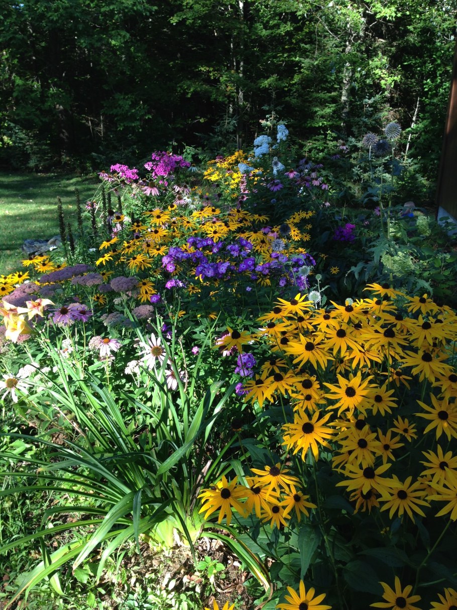 Клумба Мальва дельфиниум Хоста Флоксы рудбекия