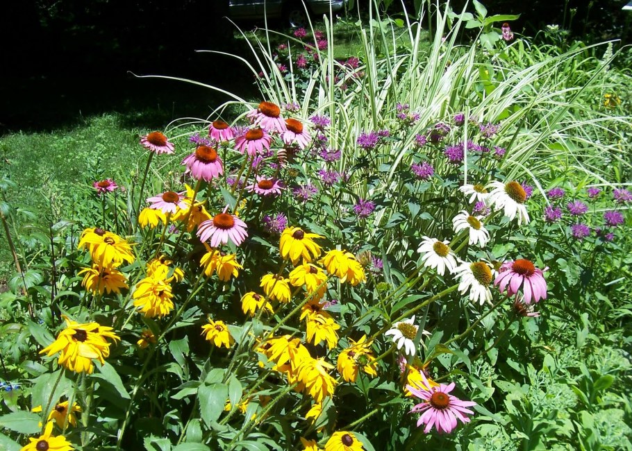 Рудбекия в цветнике