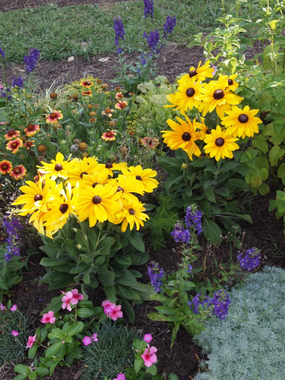 Гайлардия и рудбекия