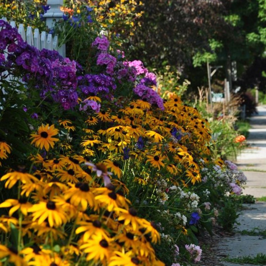 Рудбекия и гелениум