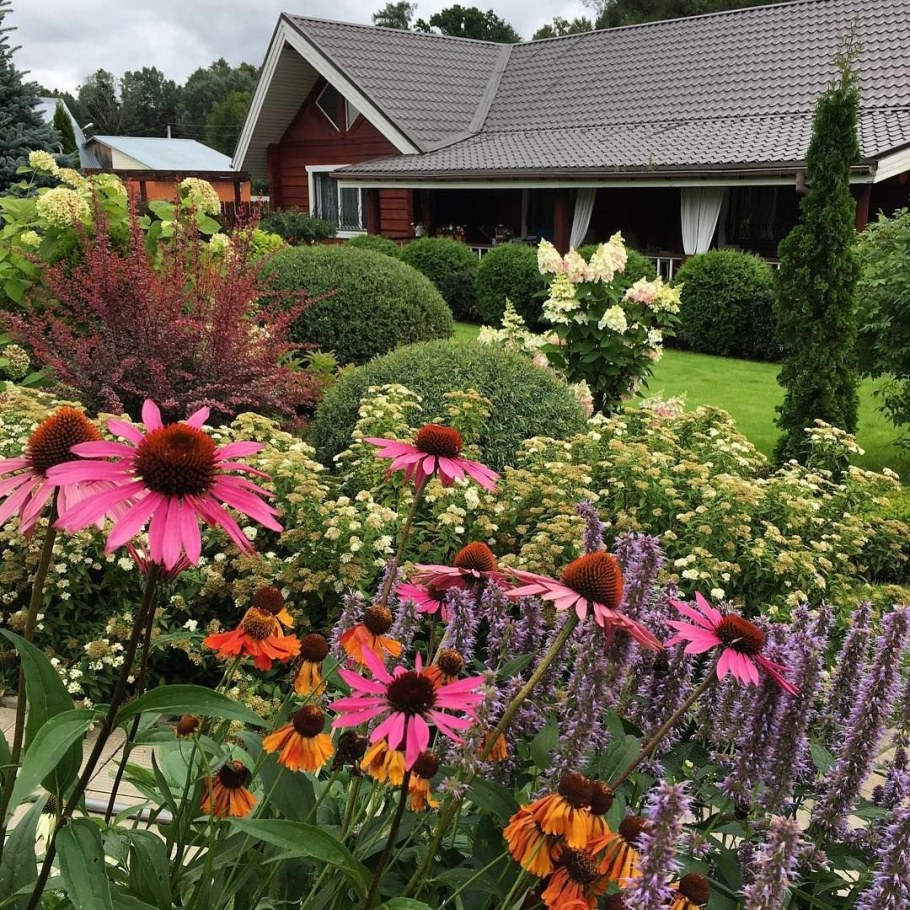 Рудбекия на клумбе