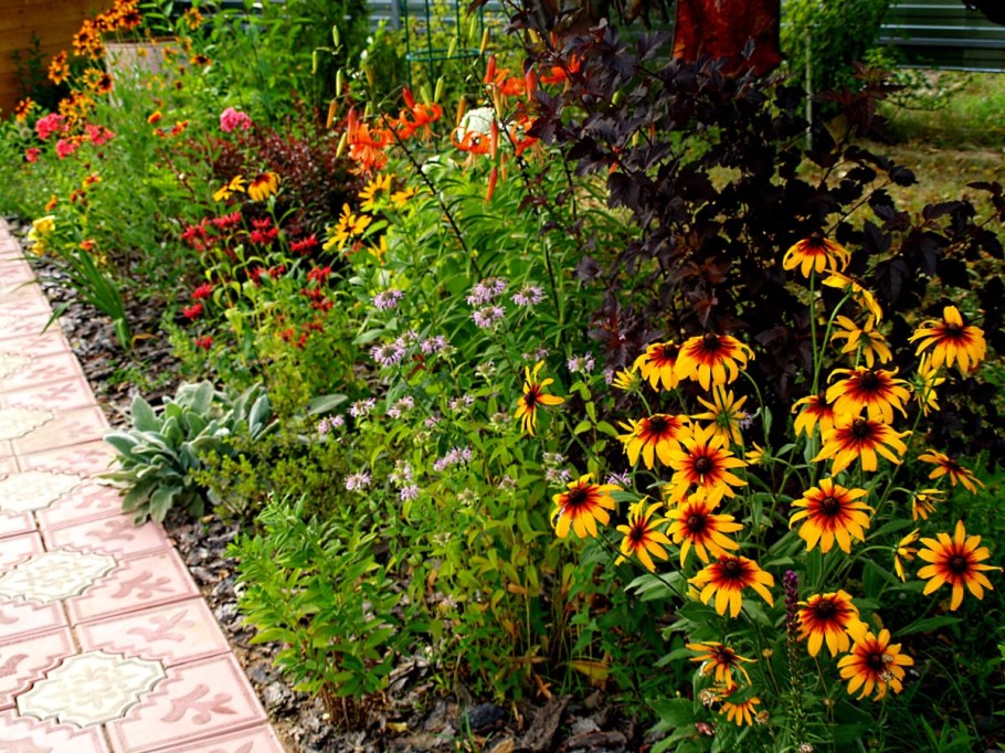 Рудбекия в цветнике