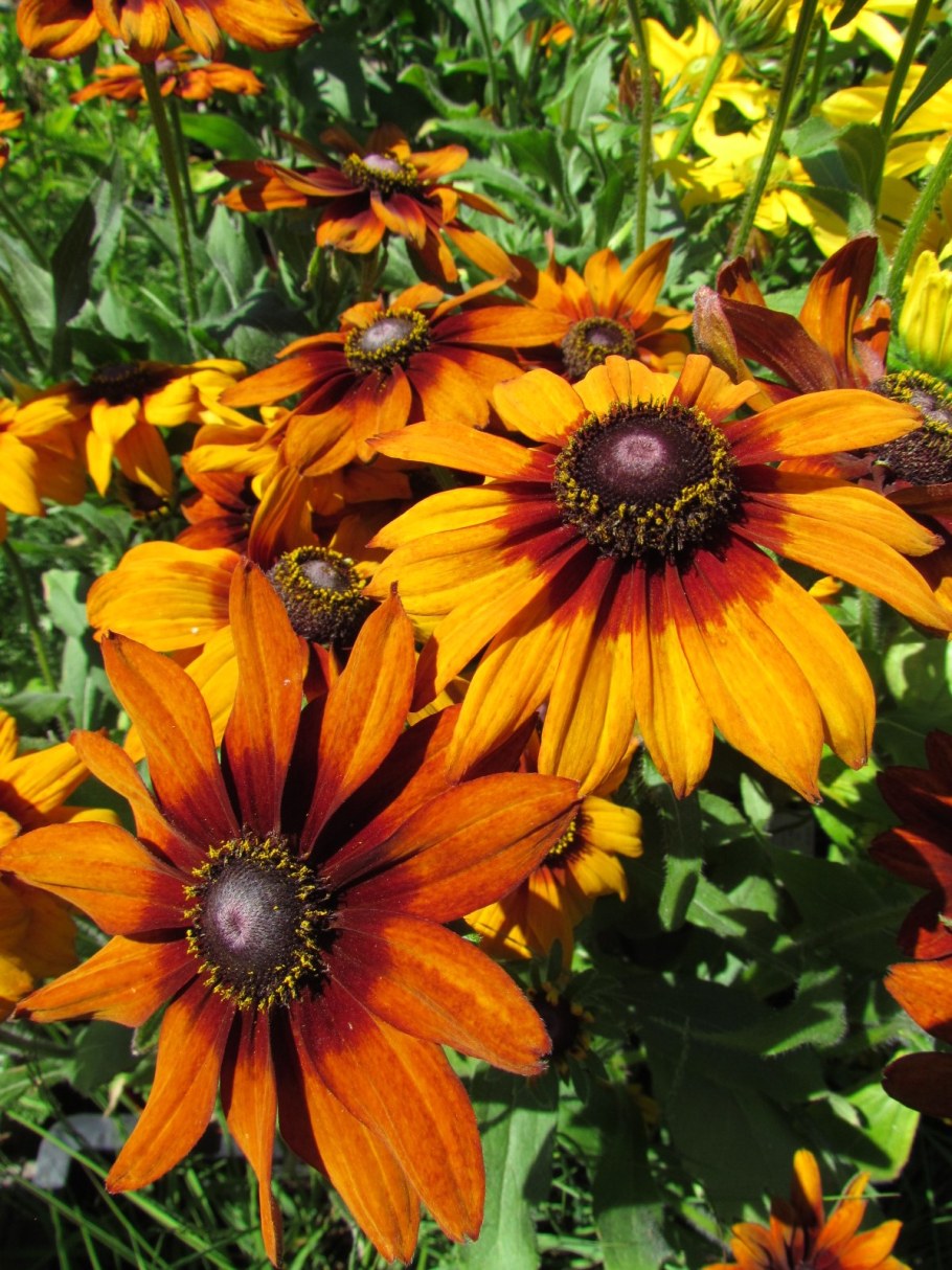 Рудбекия Хирта Глориоза