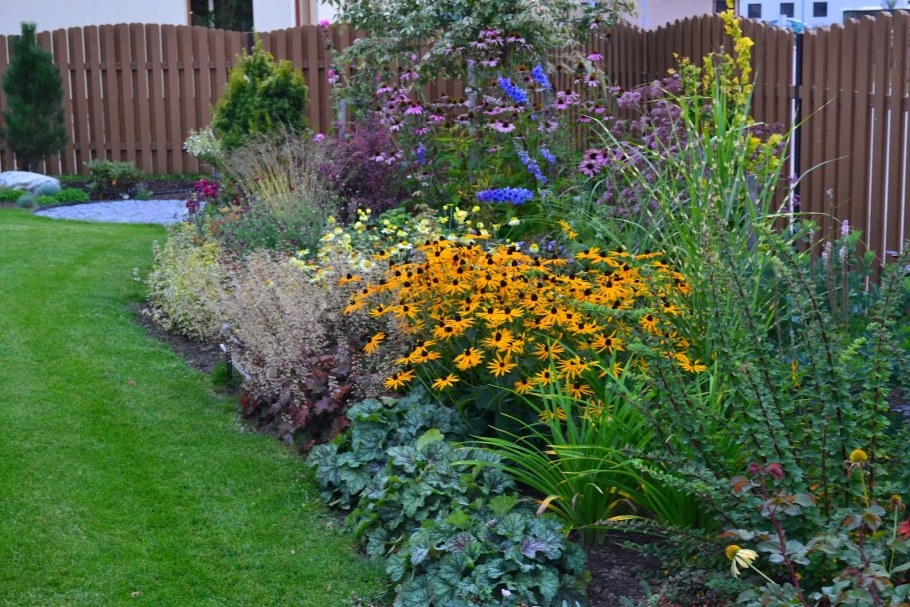 Рудбекия в миксбордере