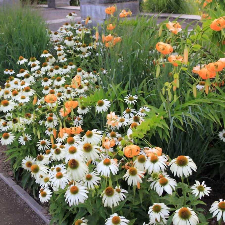 Эхинацея пурпурная Вайт Свон